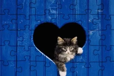 Amor-Gato