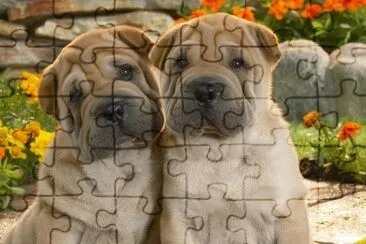 Cachorros (2) jigsaw puzzle