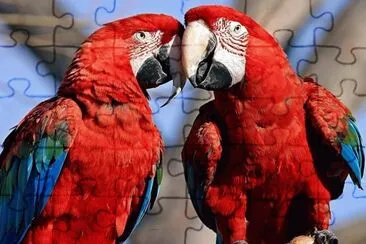 parrots_color_ jigsaw puzzle