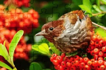 Pajaro_ jigsaw puzzle