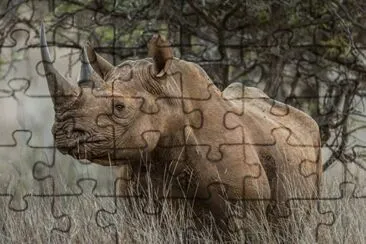 Rhino jigsaw puzzle