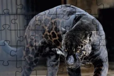 Big cat jigsaw puzzle