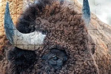 bison jigsaw puzzle