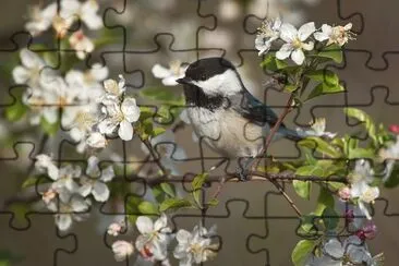 Pajarito Primaveral jigsaw puzzle