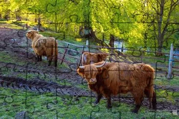 Highland Cattle jigsaw puzzle