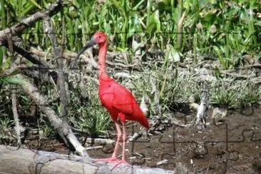 פאזל של ibis escarlata