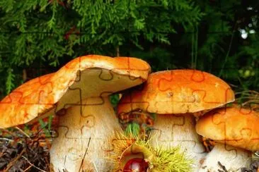 Setas-Bosque jigsaw puzzle