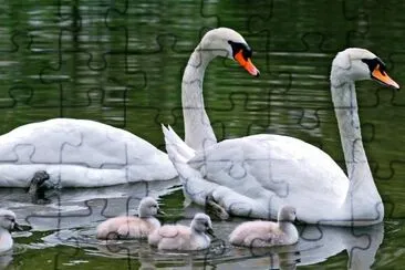 Familia-Cisnes