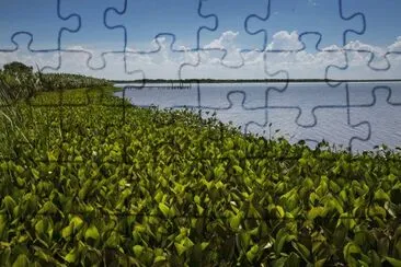 Laguna Blanca. Formosa. Argentina jigsaw puzzle