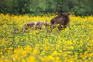 Foal in Buttercups