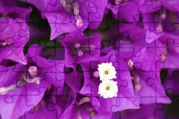 פאזל של Vibrant Magenta Bougainvillea