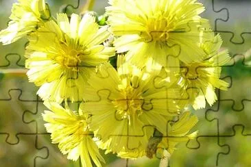 פאזל של Small yellow wildflowers