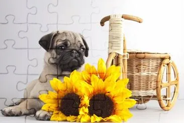 Animales-Pug jigsaw puzzle