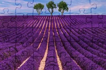 lavanda