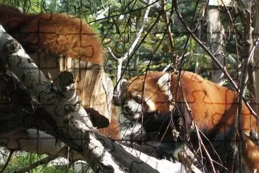 lion, tiger, red panda