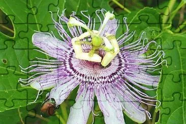 Passion flower with beetle