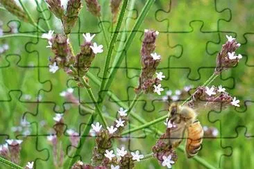 Tiny pale lavender wildflowers with bee