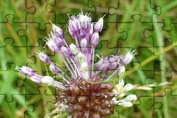 Flowering wild chives