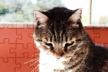 mi gatito jigsaw puzzle