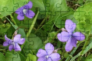 פאזל של Wild violets