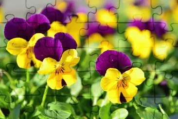 flowers jigsaw puzzle