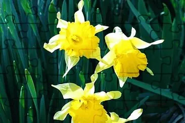 Small daffodils