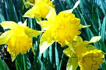 פאזל של Small daffodils2