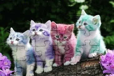 Colorido-Gatitos.jpg