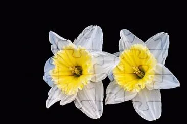 Narcis- Flor, Primavera.jpg jigsaw puzzle