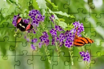 mariposas jigsaw puzzle