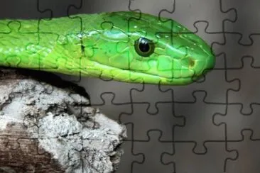 פאזל של green snake