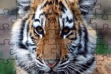 tiger