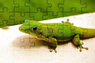 Gecko verde