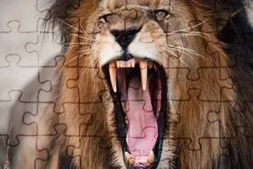 Lion jigsaw puzzle