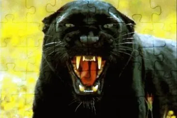 Black Panthera