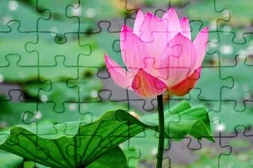 Flor de Loto jigsaw puzzle