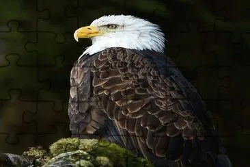 eagel