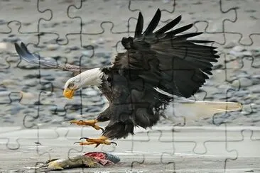 eagel