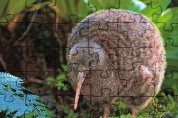 Kiwi de Nueva Zelanda