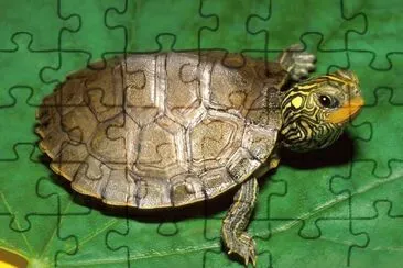 Tortuga-Hoja-Shell. jigsaw puzzle