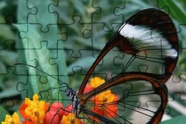 butterfly glass jigsaw puzzle