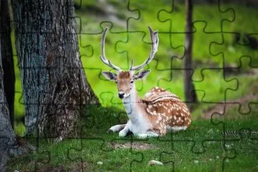 c1 jigsaw puzzle