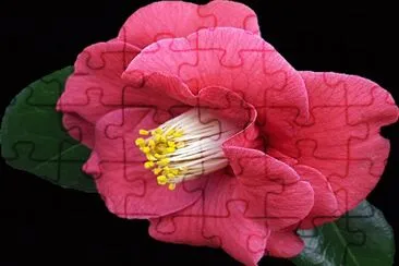 Flor- GrÃ¡ficos jigsaw puzzle