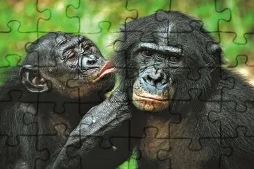 c8a jigsaw puzzle