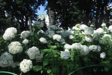 flores blancas