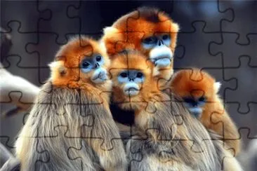 m5 jigsaw puzzle