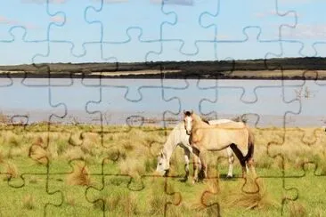 caballos jigsaw puzzle