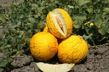 melone giallo