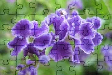 Flores de nomeolvides jigsaw puzzle