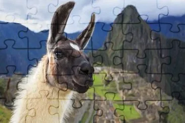 Machupicchu y llama